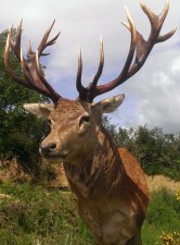 18 point taxidermy roaring stag,