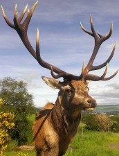 Roe Buck in summer coat lifesize mount