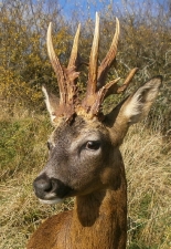 166.6 point gold roe buck,hunter mark butcher,