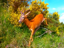 YOUNG HUNTER WITH A FINE BUCK,