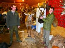 12 Point sika getting collected