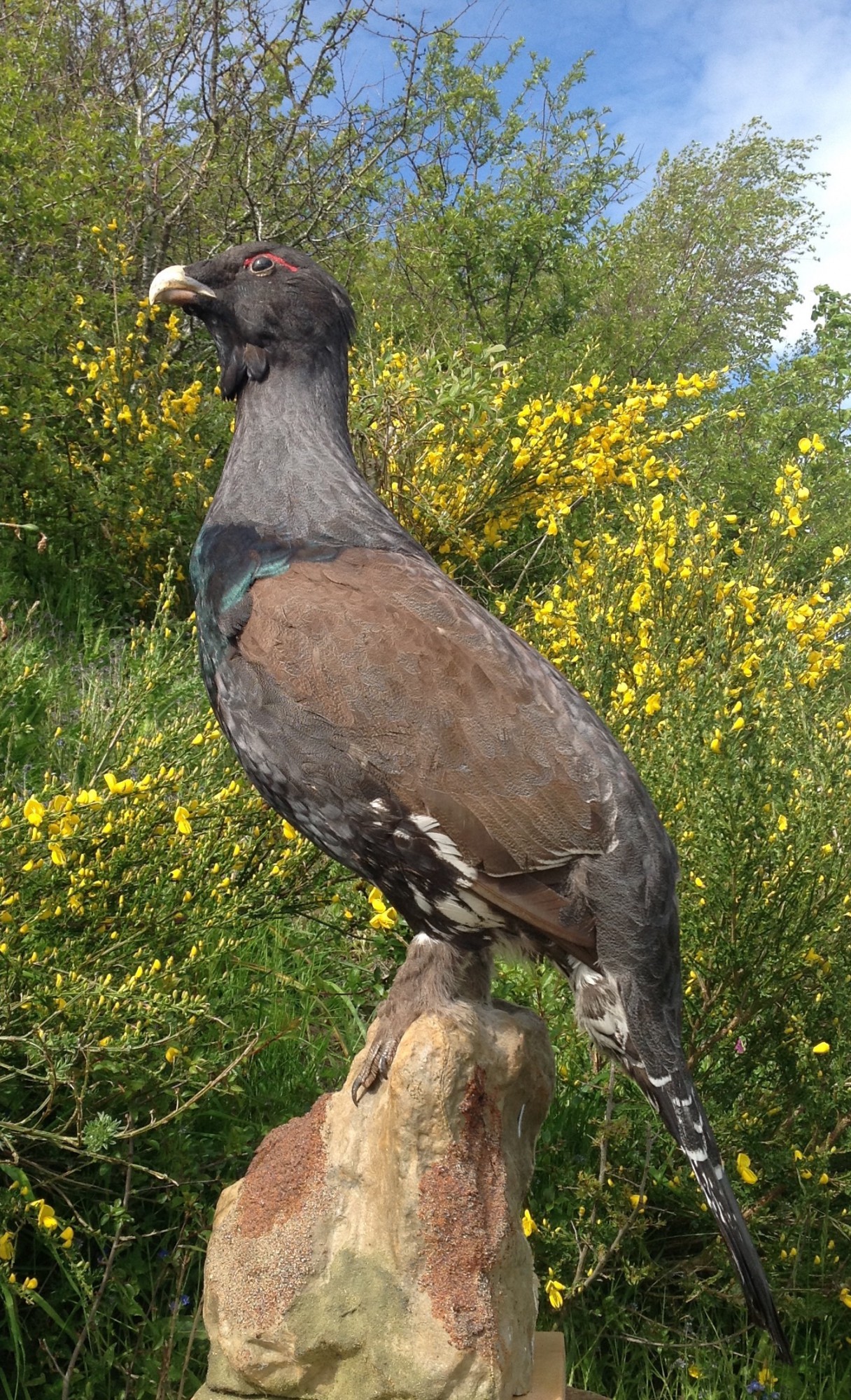 Taxidermy Game Birds For Sale Taxidermy Birds Of Prey For Sale Stalking In Scotland Ross